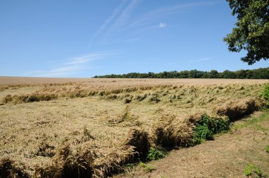 France, wheat field devastated by storm in Vigny clipart