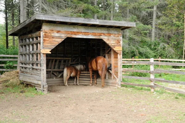 Quebec, caballos en el parque del Moulin des Pionniers en La Dore —  Fotos de Stock