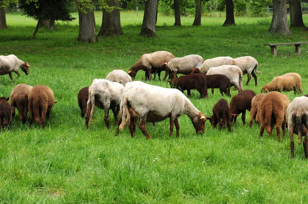 Isla de Francia, ovejas en el parque de Themericourt — Foto de Stock