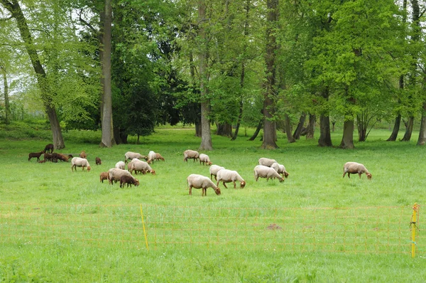 Ile de France, sheeps in the park of Themericourt — Stock Photo, Image