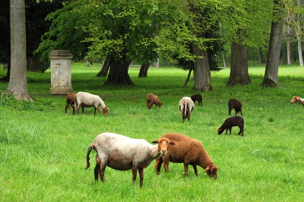 Isla de Francia, ovejas en el parque de Themericourt — Foto de Stock