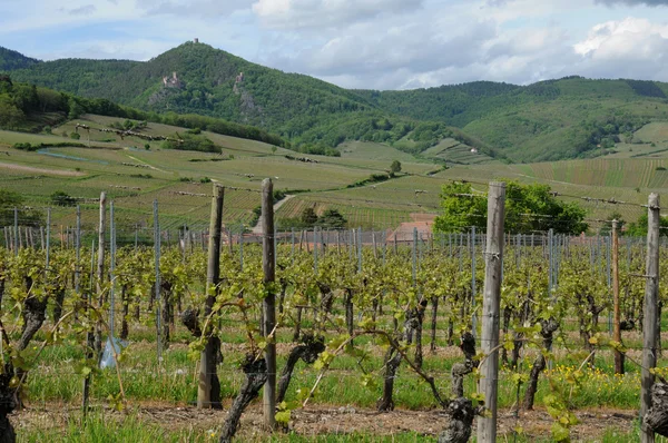 Viñedo en Hunawihr en Alsacia — Foto de Stock