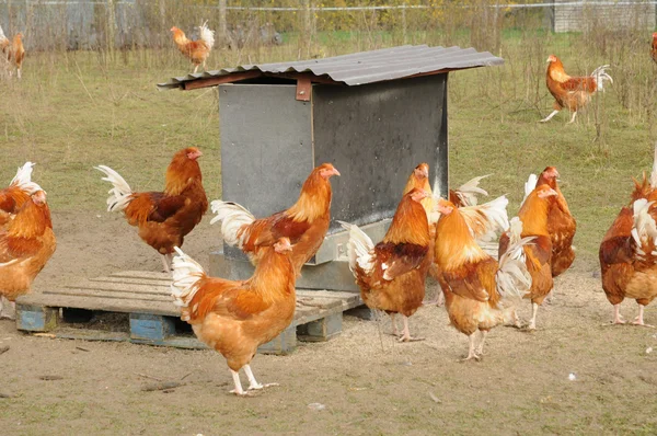 Avícolas en Brueil en Vexin — Foto de Stock