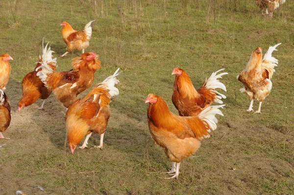 Aves domésticas em Brueil en Vexin — Fotografia de Stock