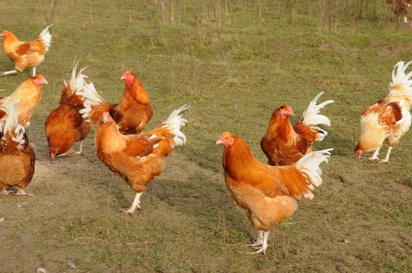 Geflügelzucht in brueil en vexin — Stockfoto