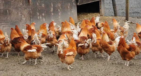 Avícolas en Brueil en Vexin —  Fotos de Stock