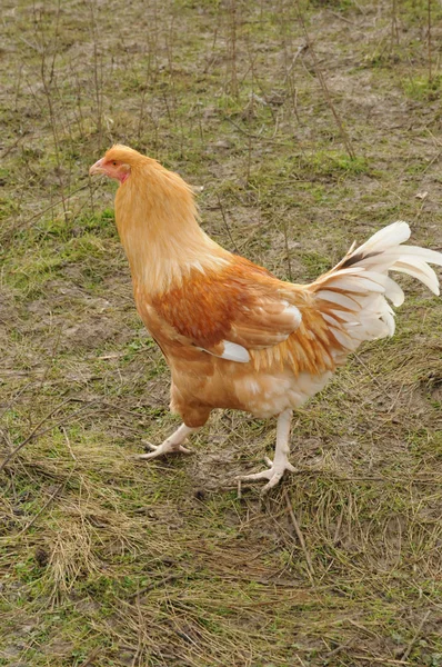 Poultry farming in Brueil en Vexin — Stock Photo, Image