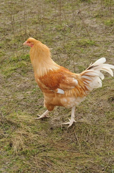 Aves domésticas em Brueil en Vexin — Fotografia de Stock