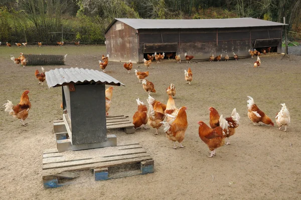 Aves domésticas em Brueil en Vexin — Fotografia de Stock