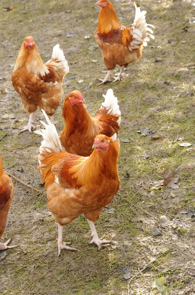 Aves domésticas em Brueil en Vexin — Fotografia de Stock