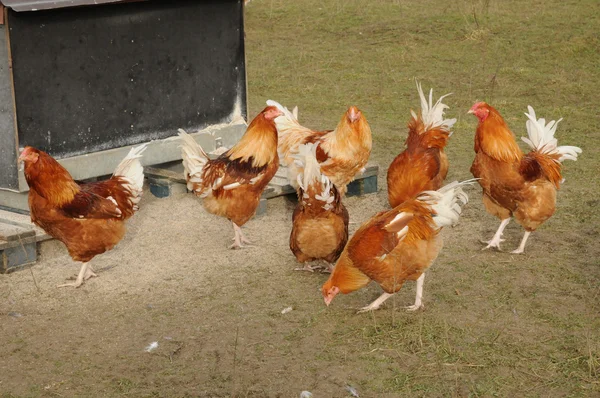 Aves domésticas em Brueil en Vexin — Fotografia de Stock