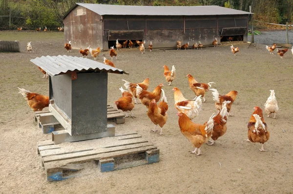 Kümes hayvanları yetiştiriciliği brueil tr vexin — Stok fotoğraf