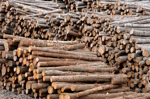 Quebec; log in a sawmill in Saint Adalbert — Stock Photo, Image
