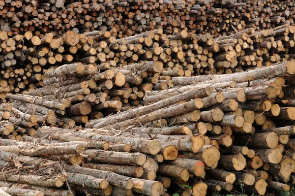 Quebec; logar em uma serraria em Saint Adalbert — Fotografia de Stock