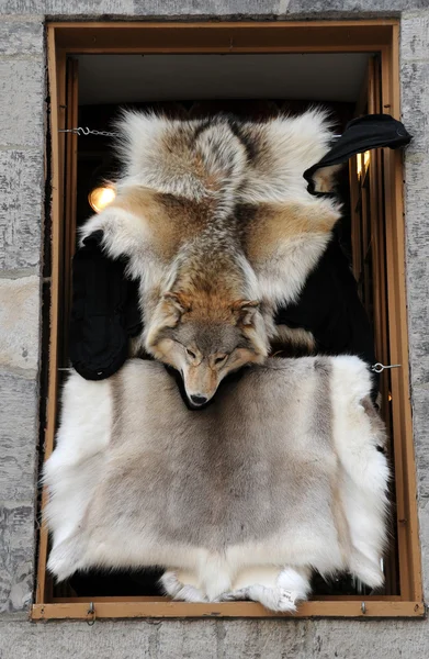 Canada, quebec, fox pelt in winkel — Stockfoto