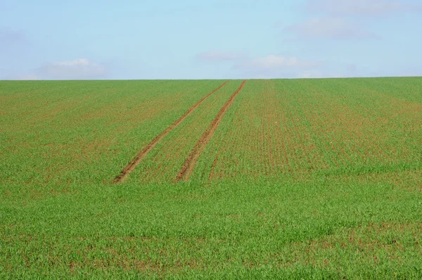 Валь-д "Уаз, пшеничное поле в Виньи — стоковое фото
