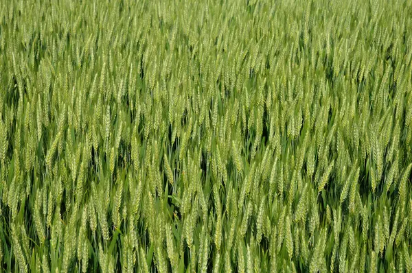 France, gros plan d'un champ de blé à Sagy — Photo