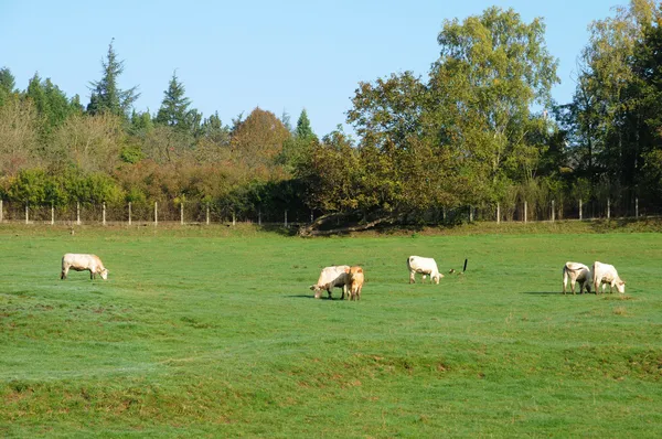 Kühe auf einer Weide in oinville sur montcient — Stockfoto