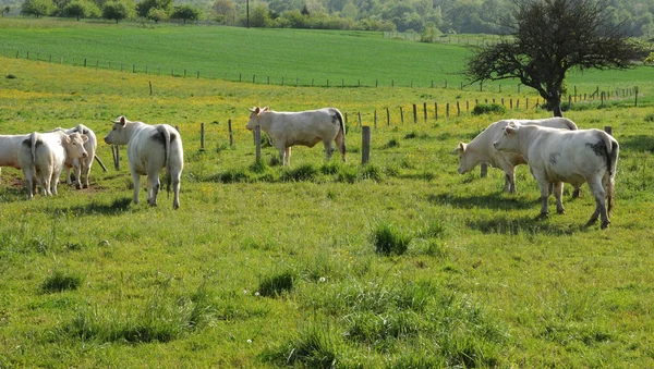 Francie, krávy na louce v aincourt val d oise — Stock fotografie