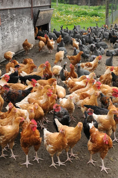 Francia, avicultura en Brueil en Vexin —  Fotos de Stock