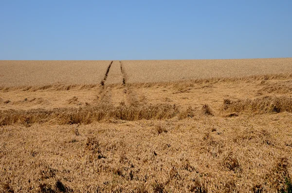 França, campo de trigo em Vigny — Fotografia de Stock