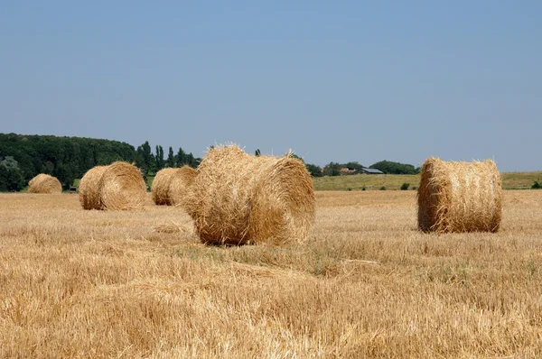 France, a wheat field in Brueil en Vexin — Stock Photo, Image