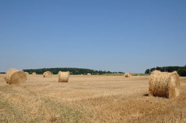 Fransa, bir buğday alanı, brueil tr vexin — Stok fotoğraf