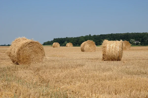 França, um campo de trigo em Brueil en Vexin — Fotografia de Stock
