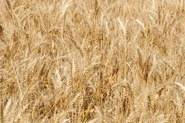 Francja, bliska pola pszenicy w sailly — Zdjęcie stockowe