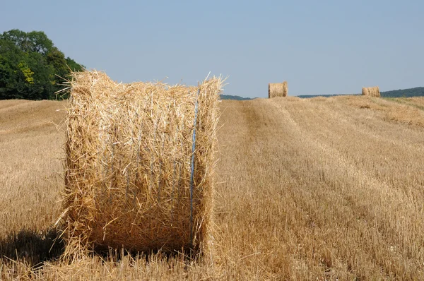Frankreich, ein Weizenfeld in brueil en vexin Stockbild