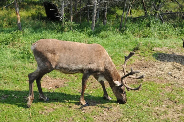 Quebec, caribou in the Saint Felicien zoo — Stock Photo, Image