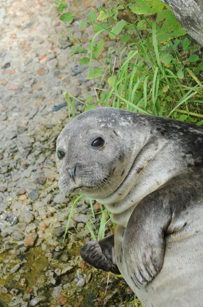 Quebec, verdadero sello en el zoológico de Saint Felicien — Foto de Stock