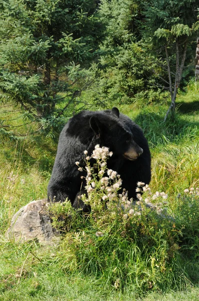Quebec, oso en el zoológico de Saint Felicien —  Fotos de Stock