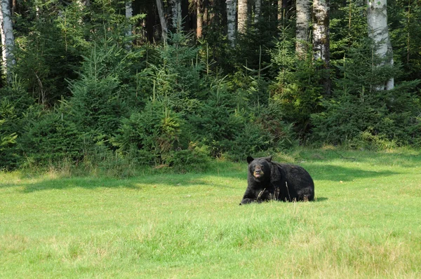 Квебек, медведь в зоопарке Сент-Фелисьен — стоковое фото