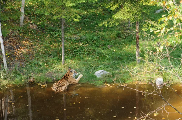 Quebec, tigre no zoológico de Saint Felicien — Fotografia de Stock