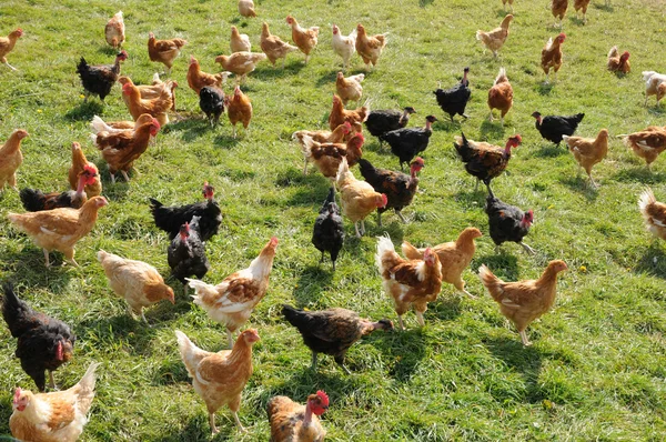 Frankrijk, pluimveehouderij in brueil nl vexin — Stockfoto