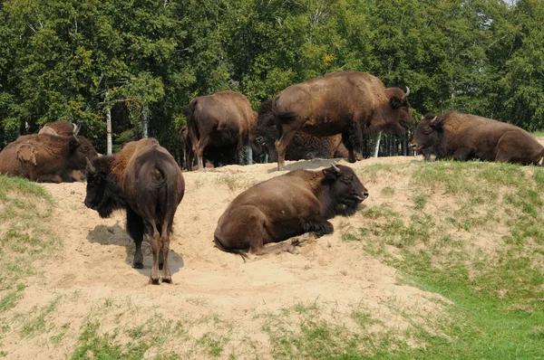 Quebec, bison in the Saint Felicien zoo — Stock Photo, Image