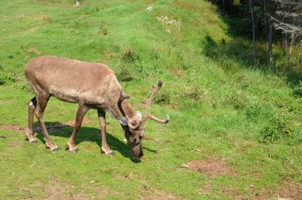 Quebec, caribou in the Saint Felicien zoo — Stock Photo, Image