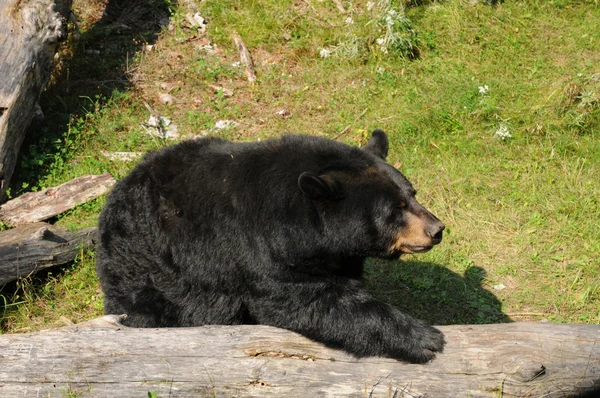 Quebec, medvěd v saint Felicienová zoo — Stock fotografie