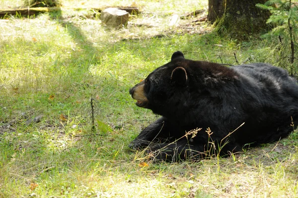Quebec, medvěd v saint Felicienová zoo — Stock fotografie