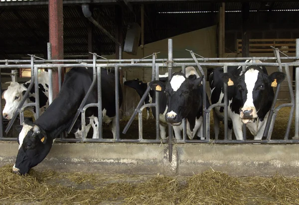 Cows in a cowshed in France — Stock Photo, Image