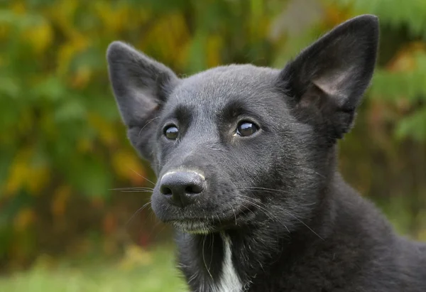 Canaã cão em um prado — Fotografia de Stock