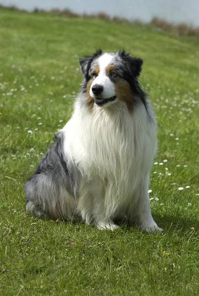 Perro, pastor autraliano en un prado — Foto de Stock