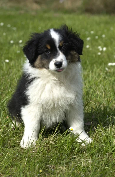 Hond, autralian herder in een weide — Stockfoto