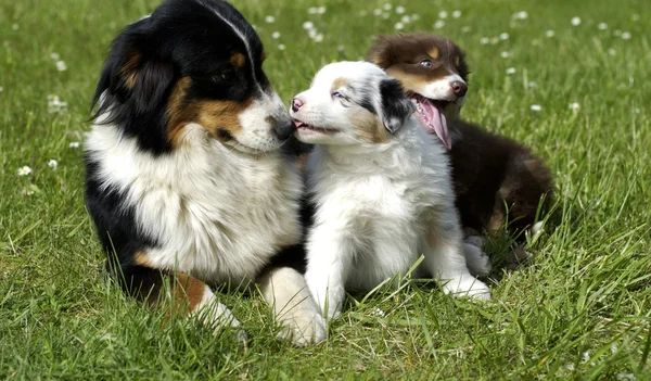 Autralian の牧草地で羊飼いの犬, — ストック写真