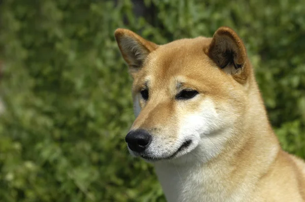 Canaan köpeği bir çayırda — Stok fotoğraf