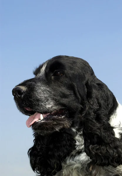 Hond, labrador in een weide — Stockfoto