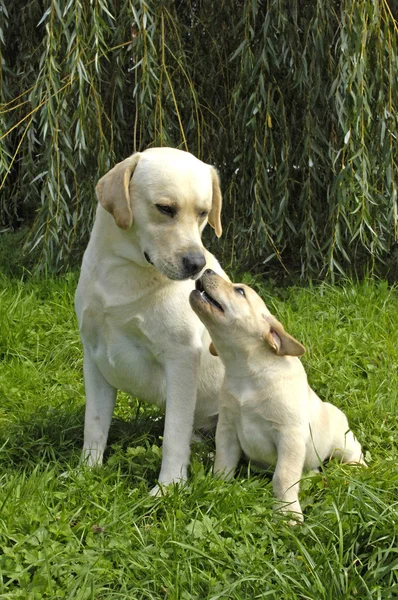 Pies, labrador na łące — Zdjęcie stockowe