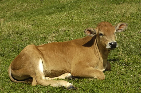 Koeien in een weiland in Frankrijk — Stockfoto