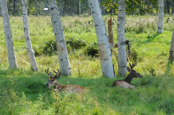 Quebec, kariboes in de saint felicien dierentuin — Stockfoto